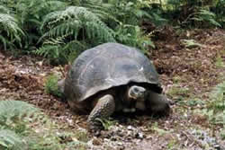 Tortise moving across a forest floor